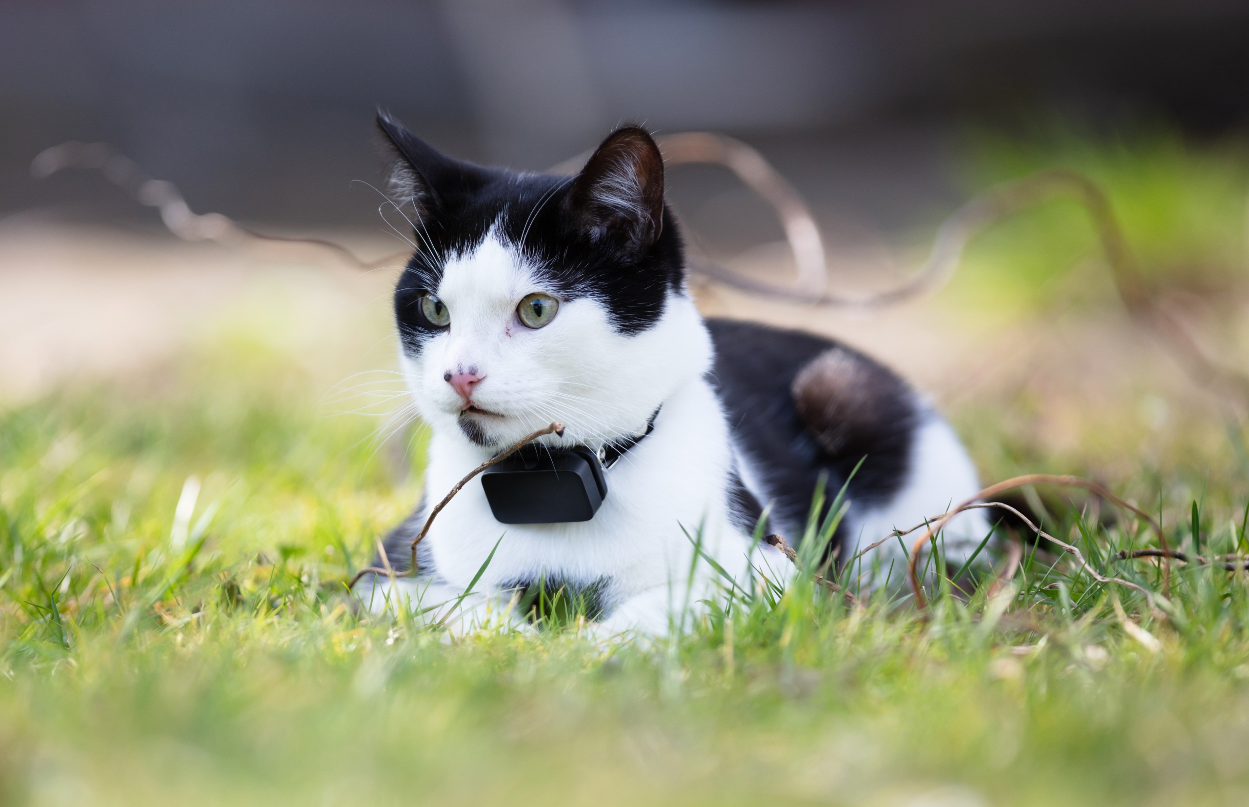 Pet Trackers 101 The Trend in Wearables for Animals 3 scaled