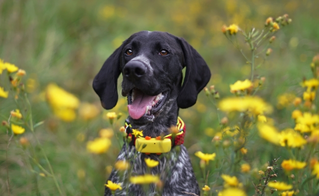 Pet Trackers 101 The Trend in Wearables for Animals