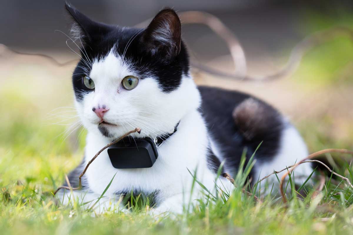 Cat with GPS tracker