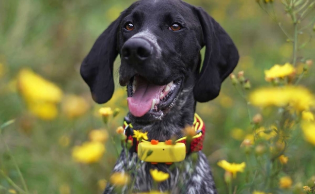 Dog with GPS tracker