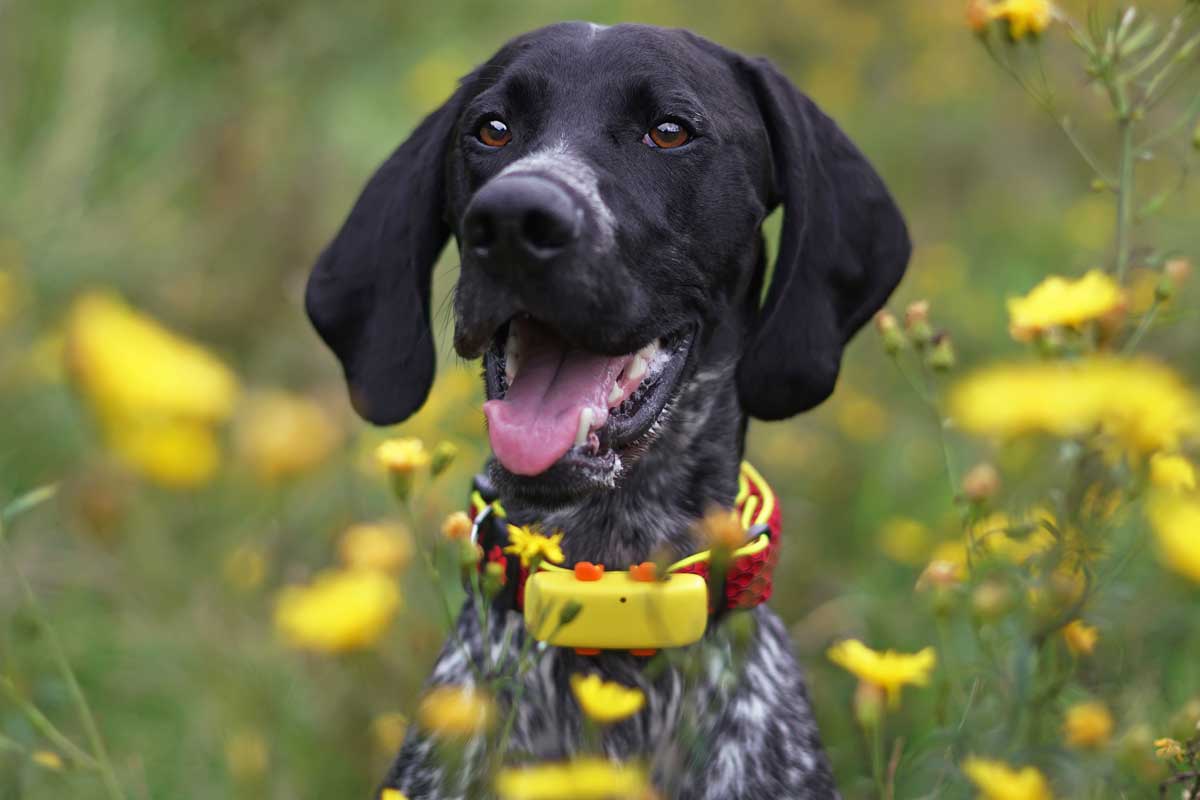 Dog with GPS tracker