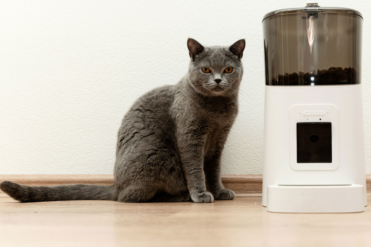 Cat with smart feeder