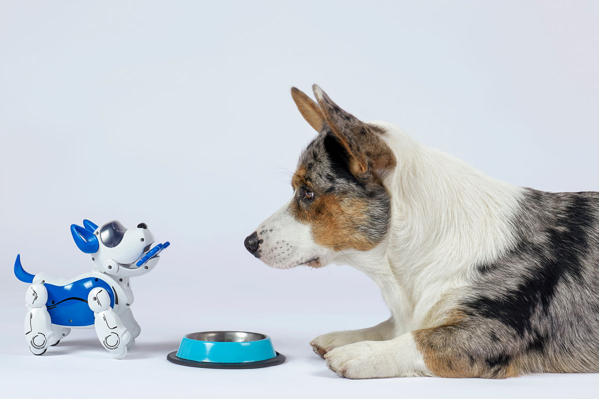 Dog with interactive pet toy