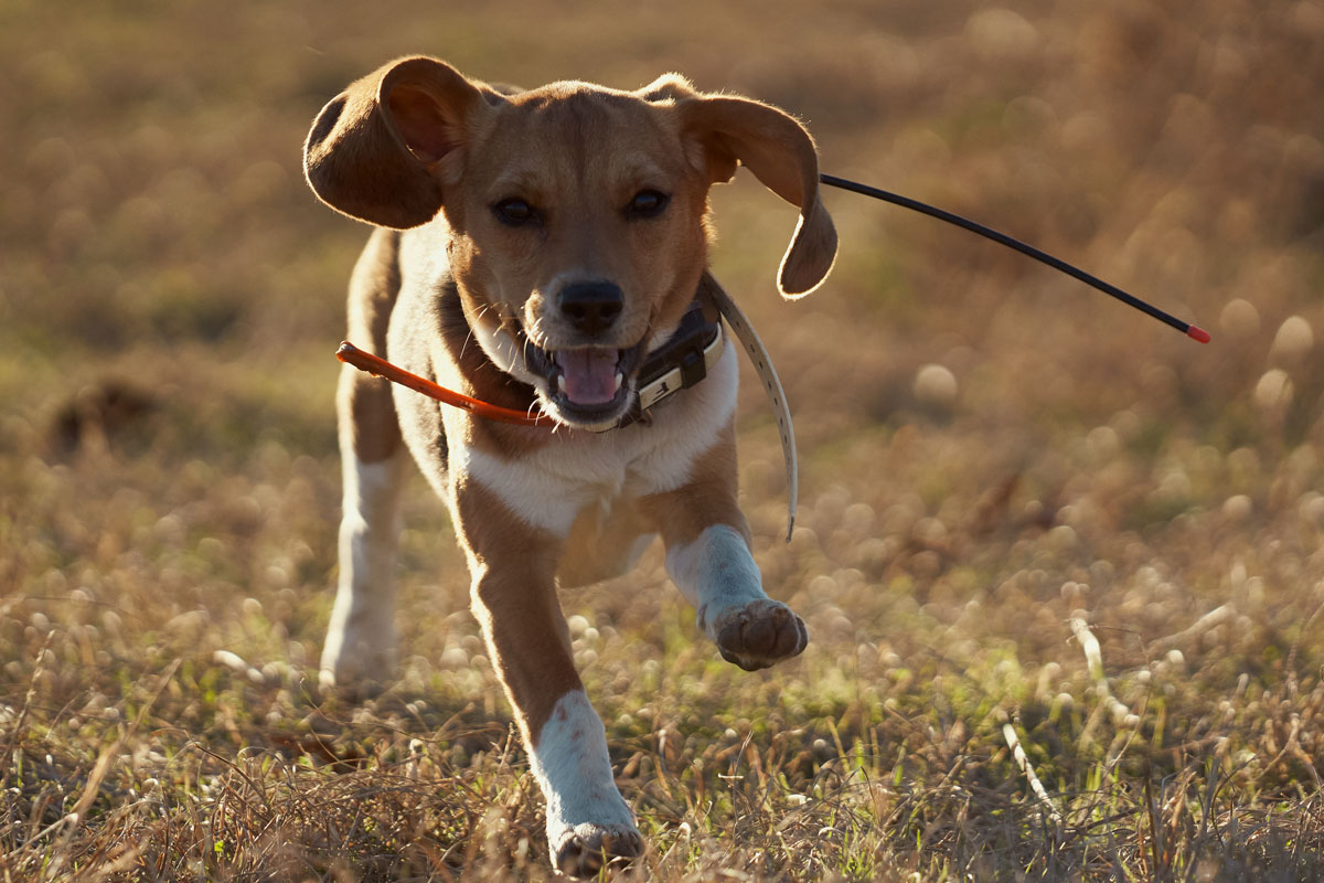 Beagle with GPS collar