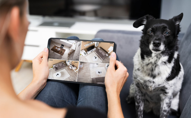 Pet camera monitoring