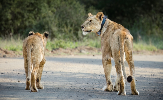 How AI Is Helping to Save Endangered Wildlife