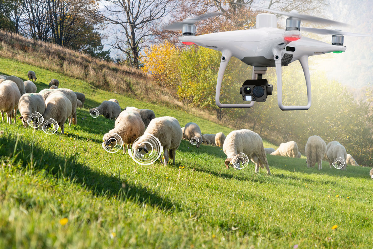 Drone flying over a herd of sheep