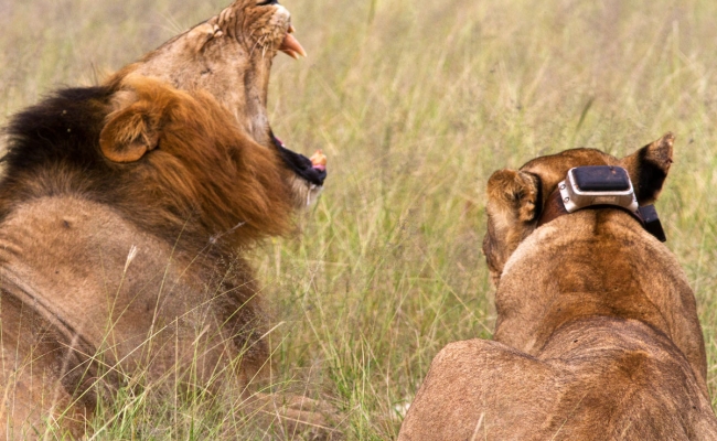 Lioness with tracking collar