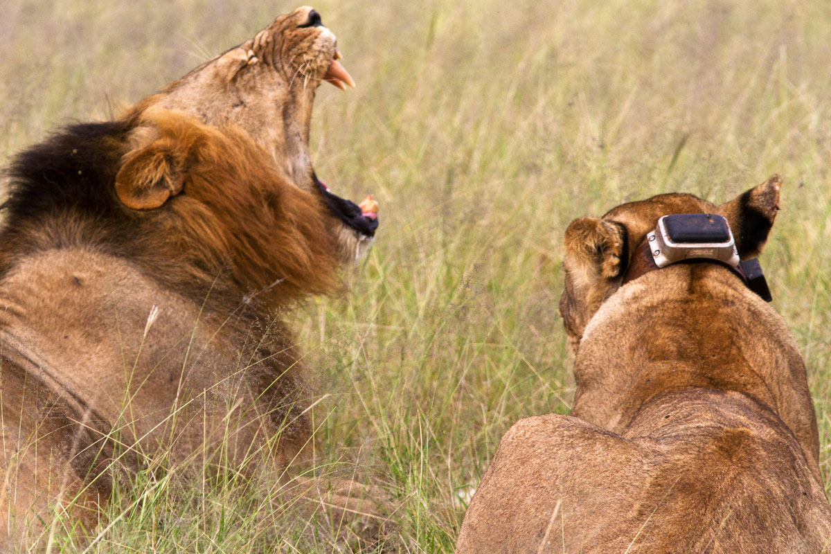 Lioness with tracking collar