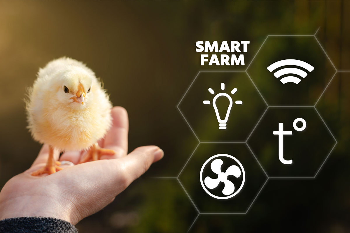 Smart poultry farming concept