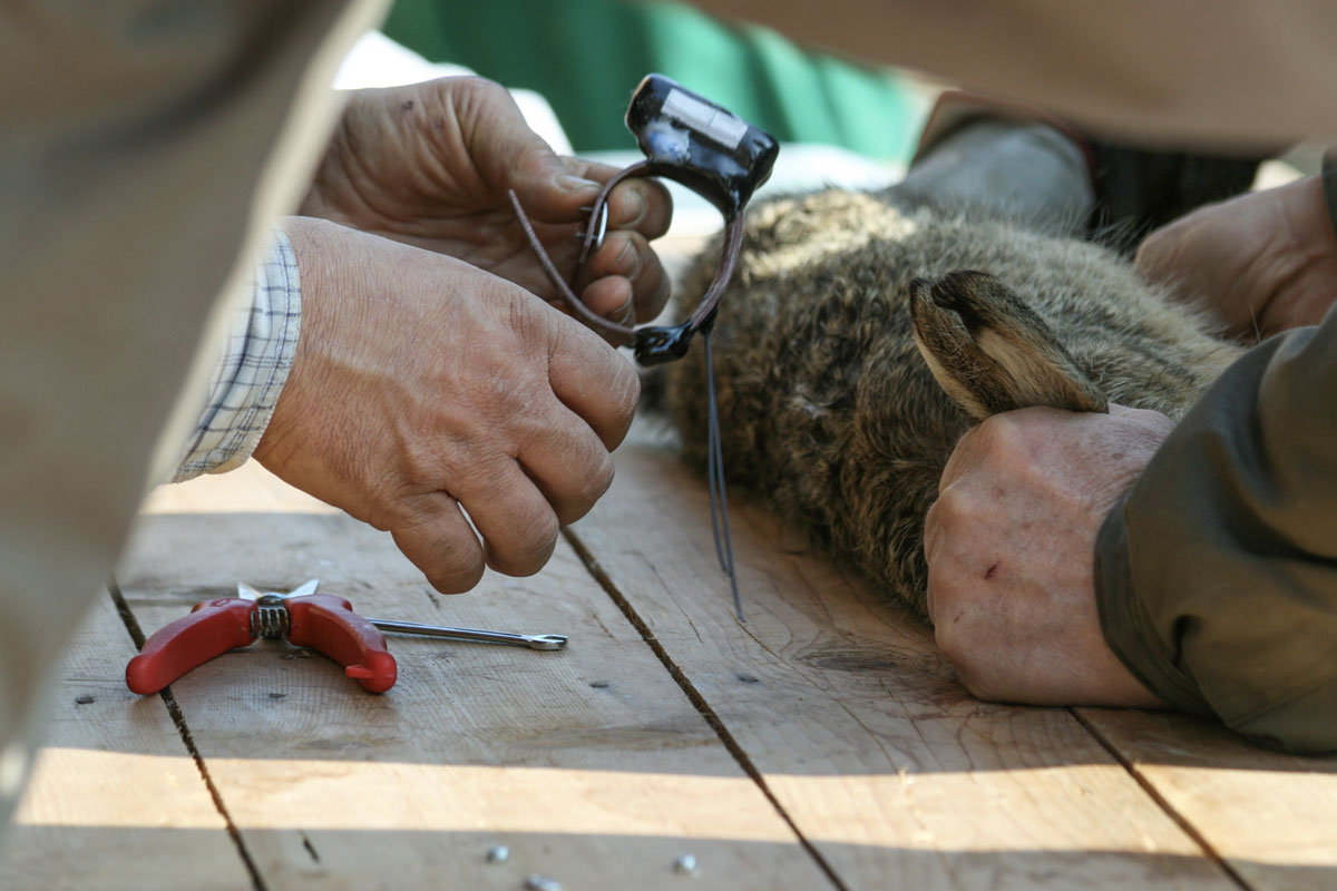 Wildlife tracking collar