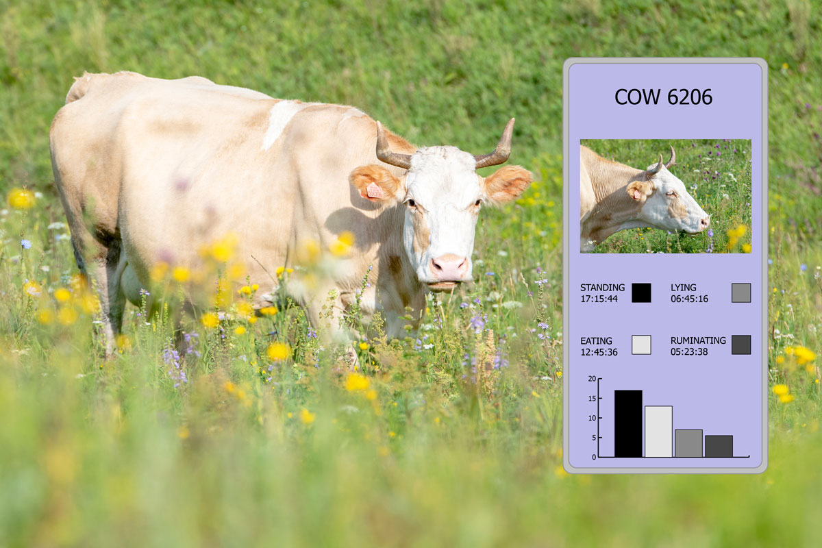 Cow data collection via IoT