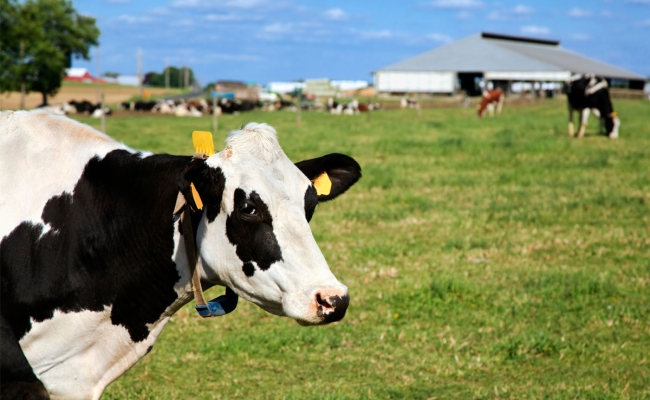 Cow with IoT tracking device