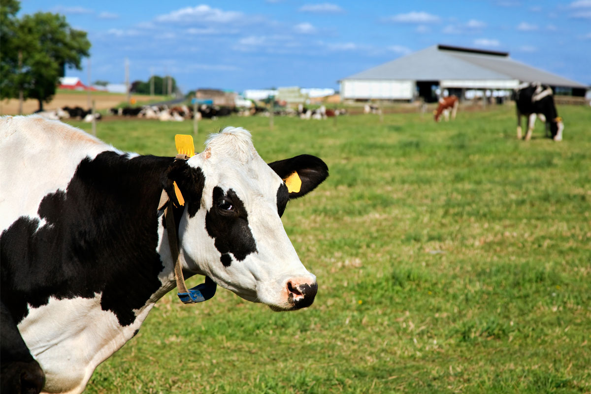 Cow with IoT tracking device