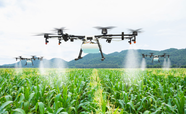 AgriDrone spraying a cornfield