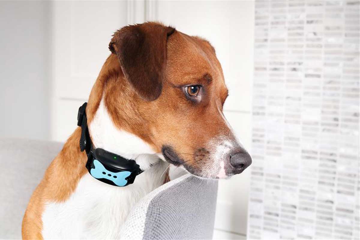 Pardon-My-Woof----Will-AI-Help-Humans-Talk-to-Animals-Blog---Dog-with-smart-collar